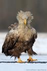 Seeadler